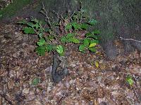 (14 von 243) : KIGA Hausen Waldwoche